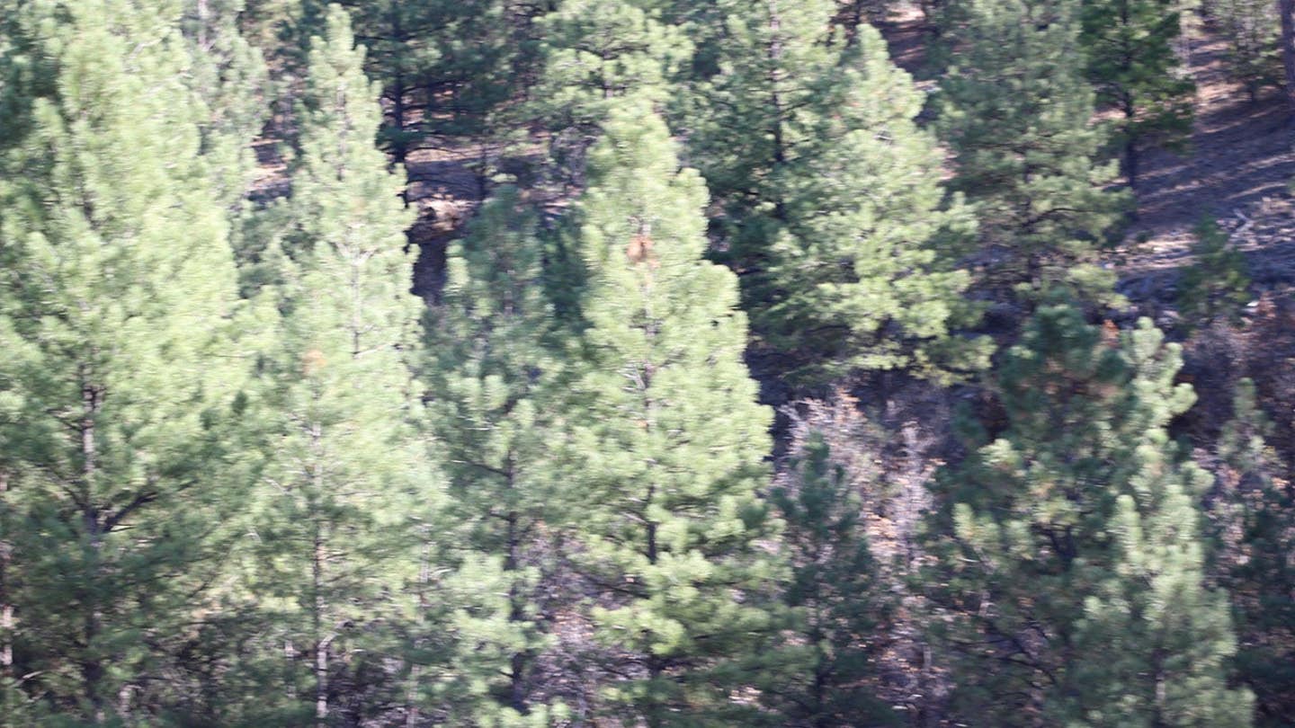 Δύο ξεχωριστές θεάσεις mini-Bigfoot αναφέρθηκαν σε μια περιοχή της Πενσυλβάνια με ιστορικό δραστηριότητας