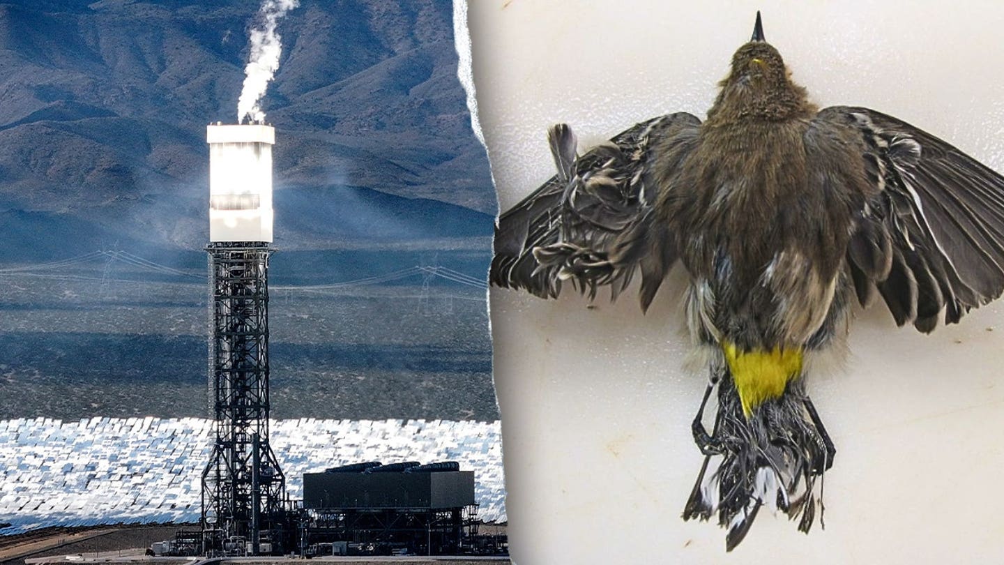 Obama-era 'clean energy' solar power plant still uses fossil fuels – and kills thousands of birds annually