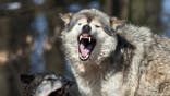 A large wolf snarling.