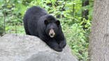 Black bear mother relaxing on a boulder looking at the camera in New Hartford Connecticut