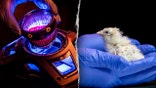 chicks-artificial-egg-hatched