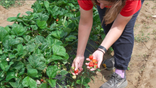 Terhune Orchards say they are relying on the fruit that made it throught the freeze