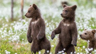 Bear cubs spar on woman's front porch in adorable viral nature video, reactions pour in