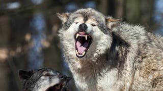 Massive grizzly bear and wolf caught on camera demolishing dead animal