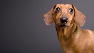 Punk rock Dachsund goes rogue, Yeti cup vs lava, and was the sci-fi horror classic 'Alien' a cautionary tale?