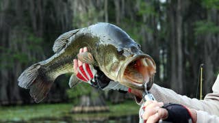 Tennessee angler lands monster 15-pound largemouth bass that shatters state record held since 2015