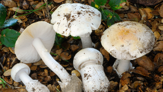Three hospitalized in Napa County as California's fatal wild mushroom outbreak continues to spread
