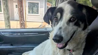 Dog saved from ISIS by Army veteran 'kidnapped' from family yard by local authorities
