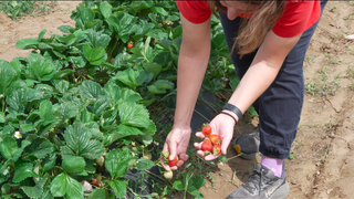 Late-spring freeze devastates Northeast farms, threatening peach and apple crops