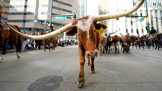 Dallas mayor blasts NYC for ‘punishing success' as he pitches ‘Y’all Street’ to fleeing billionaires
