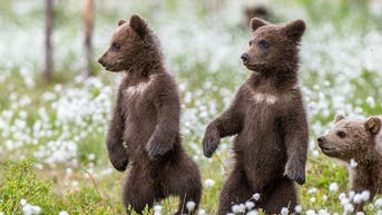 Two bear cubs caught sparring on cabin porch in the Smoky Mountains go viral - Fox News