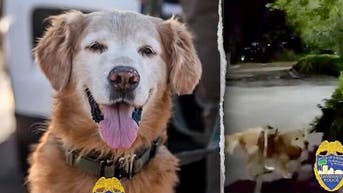 Body camera captures moment a heroic pup drags cops through brush to rescue - Fox News