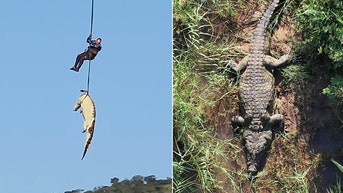 Crew airlifts giant crocodile suspected of devouring missing businessman - Fox News