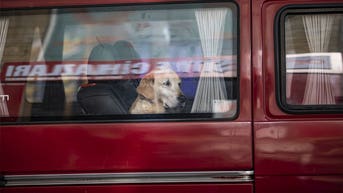 Dog accidentally shoots woman stopped at a nearby traffic light in Nebraska - Fox News