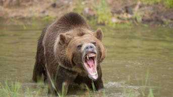 Massive grizzly bear puts wolf in its place over animal carcass in viral footage - Fox News