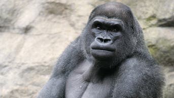 Pittsburgh Zoo ships young gorilla to Boston in blockbuster one-for-one deal - Fox News