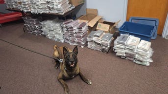 K9 Gable alerts troopers to 525 pounds of suspected cocaine hidden in car on I-80: officials - Fox News