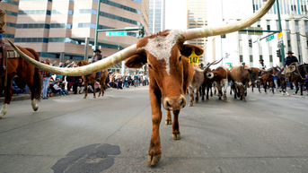 Dallas mayor rips NYC for ‘punishing success,’ urges firms toward ‘Y’all Street’ - Fox News