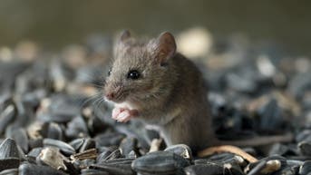 Hantavirus exposure risk may be higher than believed in parts of US, study finds - Fox News