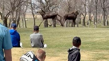 Moose wander onto North Dakota high school golf tournament course, causing an unforgettable delay