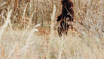 New evidence surfaces in Northeast Ohio Bigfoot flap including alleged tracks and unexplained howls