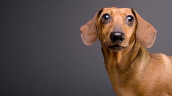 Punk rock Dachsund goes rogue, Yeti cup vs lava, and was the sci-fi horror classic 'Alien' a cautionary tale?