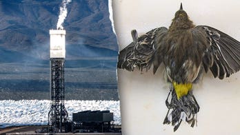 Una planta de energía solar Obama, considerada de «energía limpia», sigue utilizando combustibles fósiles y mata a miles de aves cada año