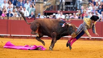 Weeks after bullfighter suffered perforated rectum, another was gored in groin and required emergency surgery