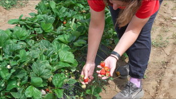 Late-spring freeze devastates Northeast farms, threatening peach and apple crops
