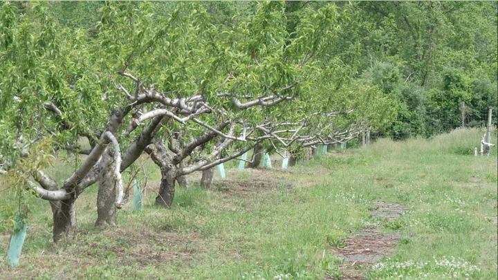Late-spring freeze devastates Northeast farms