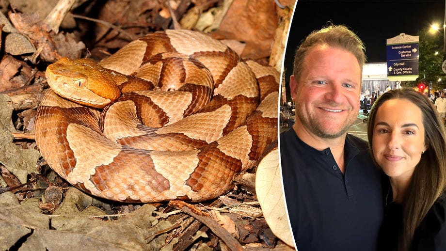Copperhead snake bite leaves mayor’s wife in 'excruciating pain'