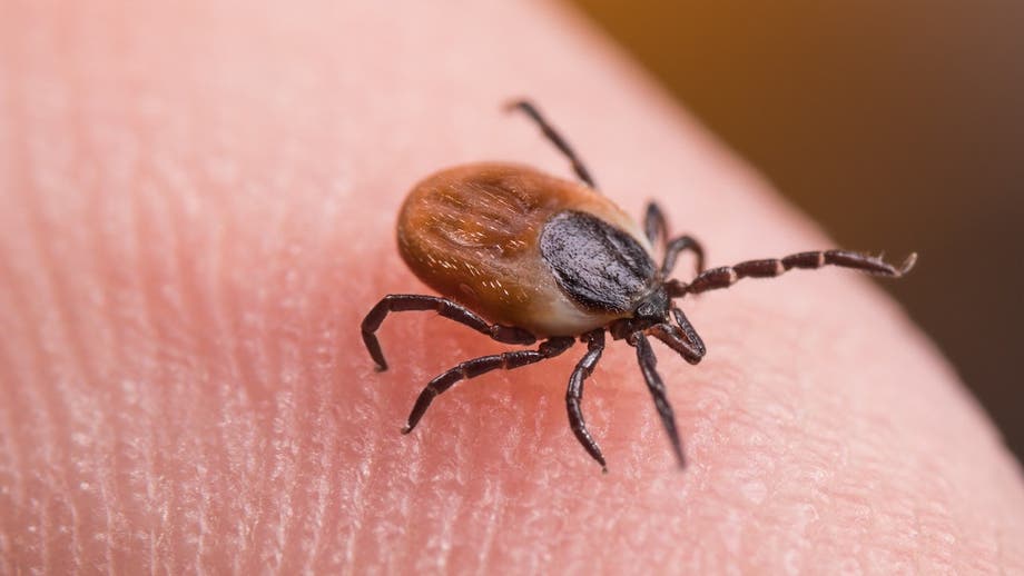 Tick bite ER visits hit highest seasonal level in years as doctors warn of disease surge