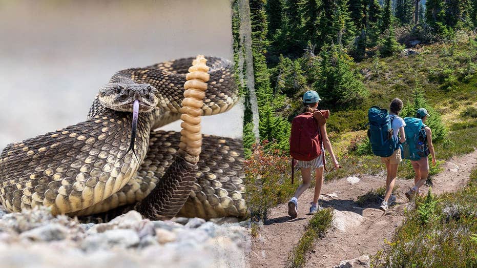 Hiker airlifted after terrifying rattlesnake bite on remote trail as incidents surge in area