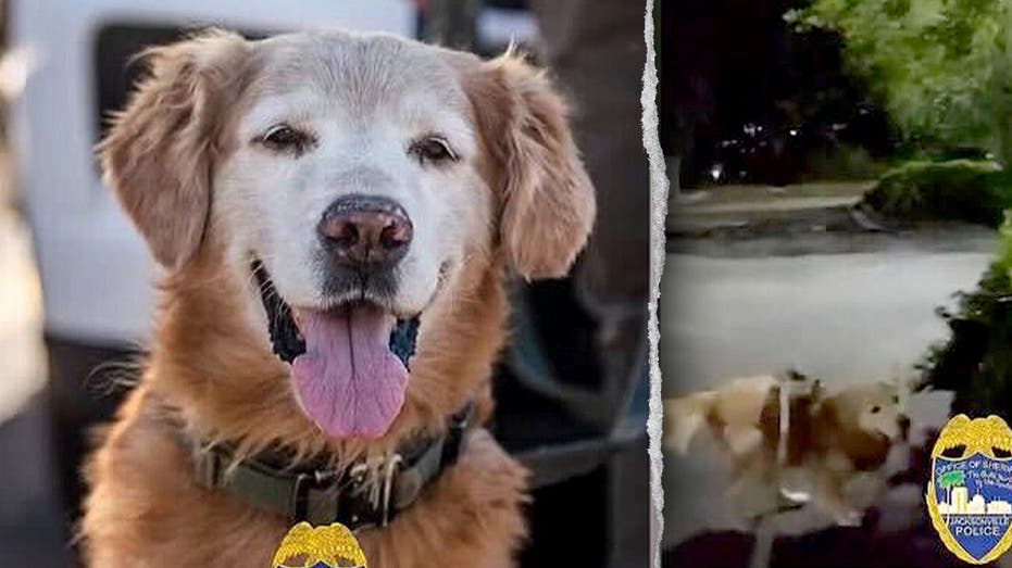 Police dog follows his nose to find missing autistic teen screaming for help