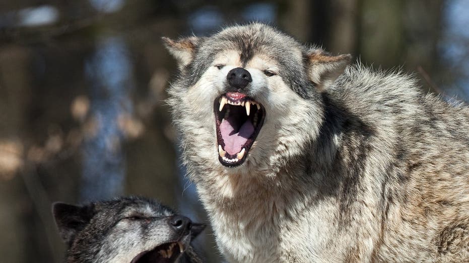 Massive grizzly bear and wolf caught on camera demolishing dead animal