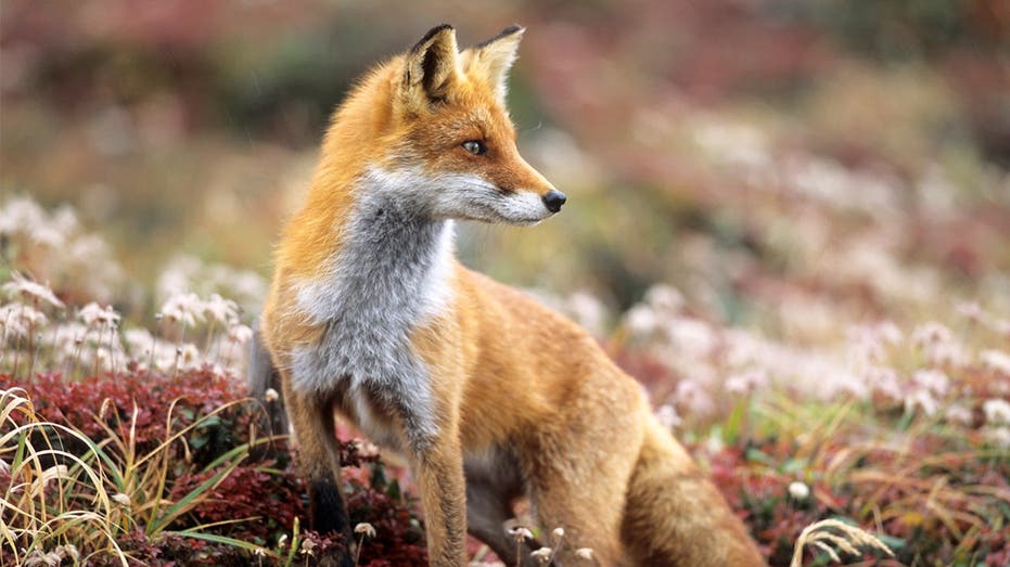Canadian Police respond to BBQ food theft, culprit found to be fox with mouthful of hot dogs