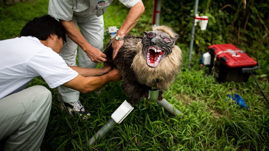 Japanese bear-fightin’ robo-wolves are pure unleaded nightmare fuel but they’re working