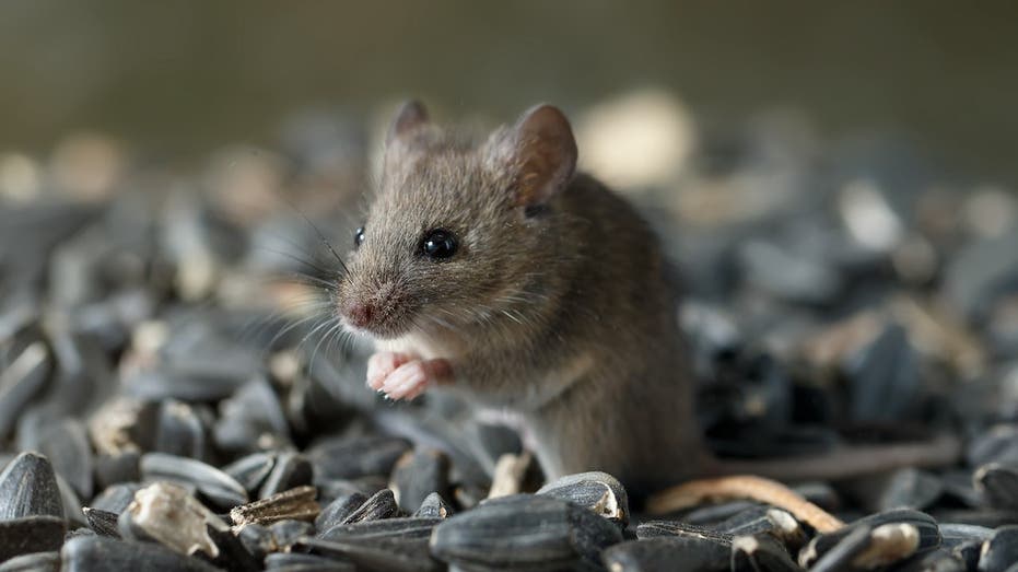 Hantavirus exposure risk may be higher than believed in parts of US, study finds