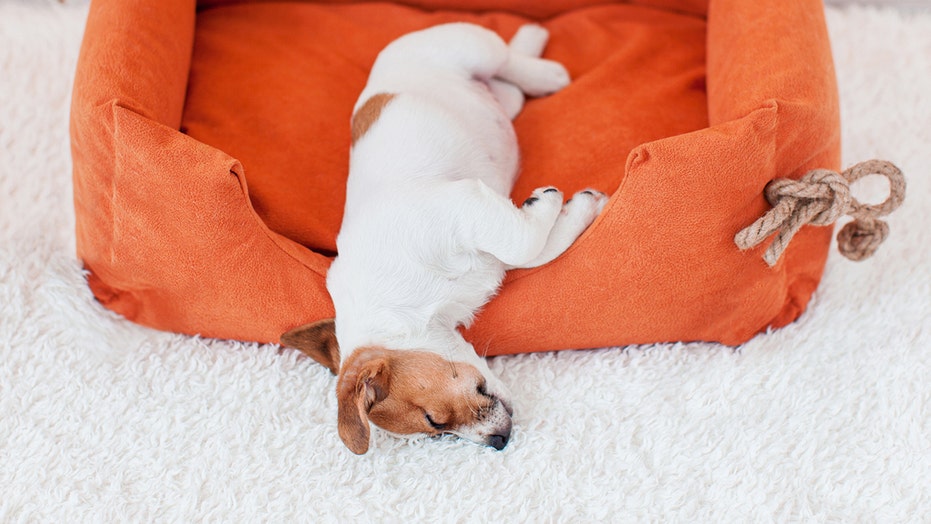 Amazon Pet Days is here: Save up to 50% on toys, treats and more