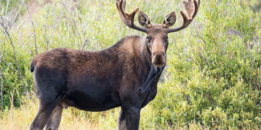 Video captures moment a moose runs straight into a vehicle while chasing dogs through the wilderness