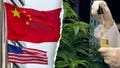 Former acting DHS secretary warns Chinese criminal organizations are infiltrating America's hemp industry - Fox News