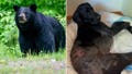 Alaska woman uses weapon to survive terrifying bear attack after predator mauls pooch: 'I thought I was dead' - Fox News