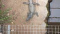 Man charged with attempted murder, released after allegedly forcing toddler into crocodile enclosure at zoo - Fox News