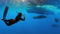 'Whalefall' trailer is here to add getting swallowed by a sperm whale while SCUBA diving to your list of fears - Fox News