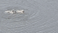 Rogue swimmer arrested after diving into 11-acre Central Park lake in failed attempt to escape NYPD - Fox News
