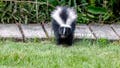 Popular household remedy for keeping skunks away dismissed as myth by wildlife expert - Fox News