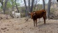 Flesh-eating screwworm found in Texas calf as ranchers brace for possible spread - Fox News