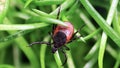 Un virus poco común transmitido por garrapatas se vuelve mortal en poco tiempo mientras los casos en EE. UU. alcanzan un máximo histórico, advierten los expertos - Fox News