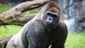 Gorilla goes viral for seemingly reassessing life choices after a spat with his lady friend - Fox News