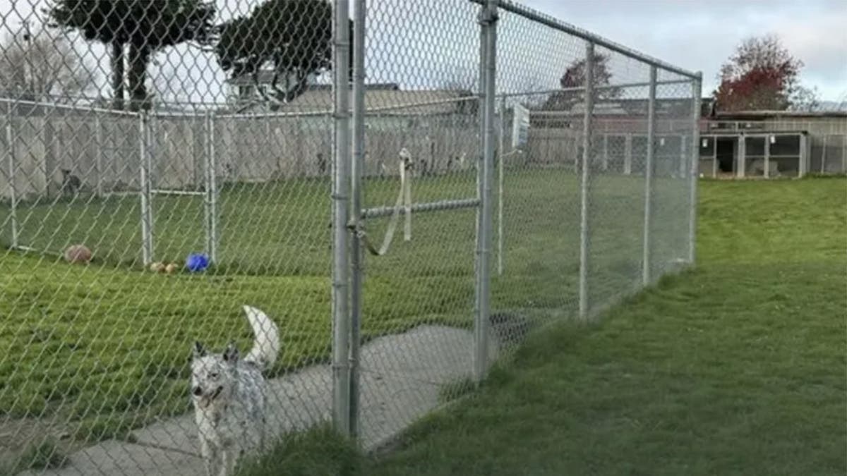 image shows a dog near a fence at the scene